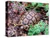 Angulate Tortoise in Flowers, South Africa-Claudia Adams-Stretched Canvas