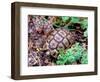 Angulate Tortoise in Flowers, South Africa-Claudia Adams-Framed Photographic Print