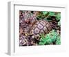 Angulate Tortoise in Flowers, South Africa-Claudia Adams-Framed Photographic Print