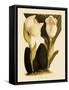 Anguloa Eburnea-John Nugent Fitch-Framed Stretched Canvas