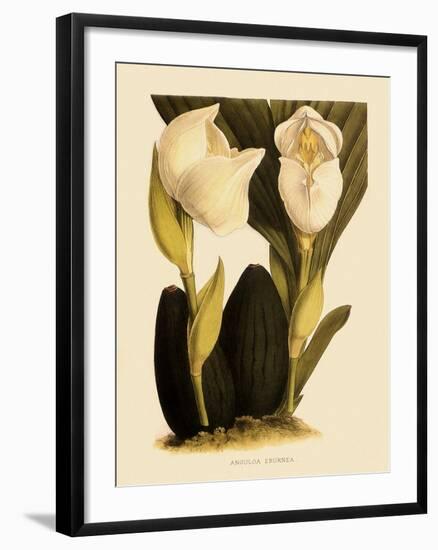 Anguloa Eburnea-John Nugent Fitch-Framed Giclee Print