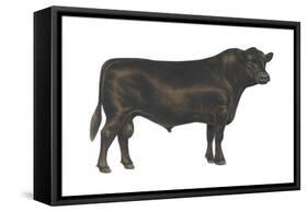 Angus Bull, Beef Cattle, Mammals-Encyclopaedia Britannica-Framed Stretched Canvas