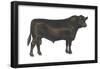 Angus Bull, Beef Cattle, Mammals-Encyclopaedia Britannica-Framed Poster