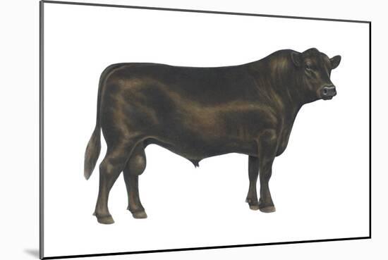 Angus Bull, Beef Cattle, Mammals-Encyclopaedia Britannica-Mounted Poster