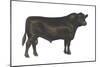 Angus Bull, Beef Cattle, Mammals-Encyclopaedia Britannica-Mounted Poster