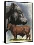 Angus Cattle-Barbara Keith-Framed Stretched Canvas