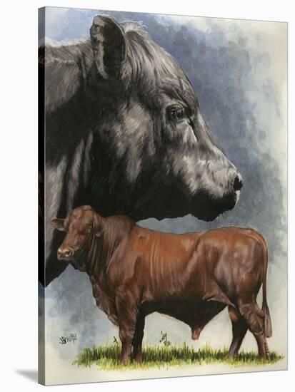 Angus Cattle-Barbara Keith-Stretched Canvas
