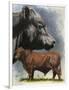 Angus Cattle-Barbara Keith-Framed Giclee Print