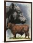 Angus Cattle-Barbara Keith-Framed Giclee Print