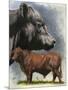 Angus Cattle-Barbara Keith-Mounted Giclee Print