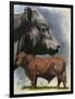 Angus Cattle-Barbara Keith-Framed Giclee Print