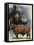 Angus Cattle-Barbara Keith-Framed Stretched Canvas