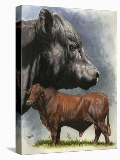 Angus Cattle-Barbara Keith-Stretched Canvas
