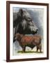 Angus Cattle-Barbara Keith-Framed Giclee Print