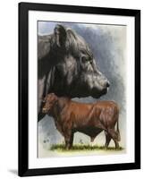 Angus Cattle-Barbara Keith-Framed Giclee Print