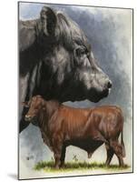 Angus Cattle-Barbara Keith-Mounted Giclee Print