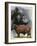 Angus Cattle-Barbara Keith-Framed Giclee Print