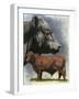 Angus Cattle-Barbara Keith-Framed Giclee Print