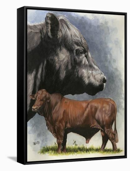 Angus Cattle-Barbara Keith-Framed Stretched Canvas