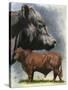 Angus Cattle-Barbara Keith-Stretched Canvas