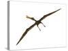 Anhanguera Was a Fish-Eating Pterosaur from the Cretaceous Era of Brazil-null-Stretched Canvas