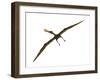 Anhanguera Was a Fish-Eating Pterosaur from the Cretaceous Era of Brazil-null-Framed Art Print