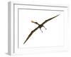 Anhanguera Was a Fish-Eating Pterosaur from the Cretaceous Era of Brazil-null-Framed Art Print