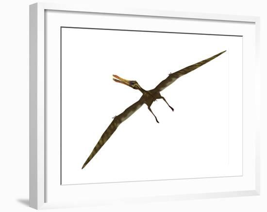 Anhanguera Was a Fish-Eating Pterosaur from the Cretaceous Era of Brazil-null-Framed Art Print