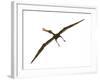 Anhanguera Was a Fish-Eating Pterosaur from the Cretaceous Era of Brazil-null-Framed Art Print