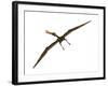 Anhanguera Was a Fish-Eating Pterosaur from the Cretaceous Era of Brazil-null-Framed Art Print