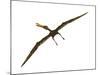 Anhanguera Was a Fish-Eating Pterosaur from the Cretaceous Era of Brazil-null-Mounted Art Print