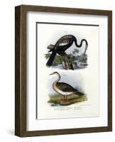 Anhinga, 1864-null-Framed Giclee Print