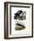 Anhinga, 1864-null-Framed Giclee Print