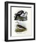 Anhinga, 1864-null-Framed Giclee Print