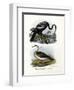 Anhinga, 1864-null-Framed Giclee Print