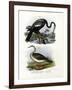 Anhinga, 1864-null-Framed Giclee Print