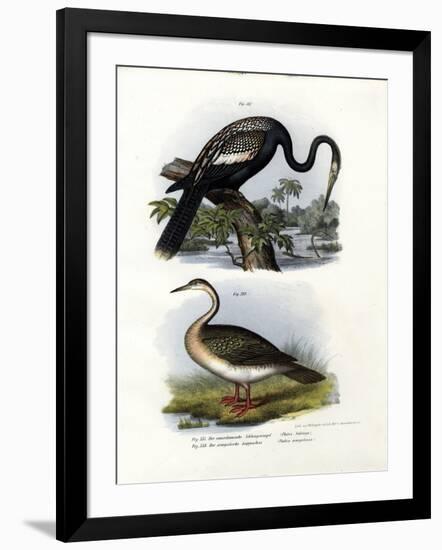 Anhinga, 1864-null-Framed Giclee Print