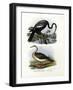 Anhinga, 1864-null-Framed Giclee Print