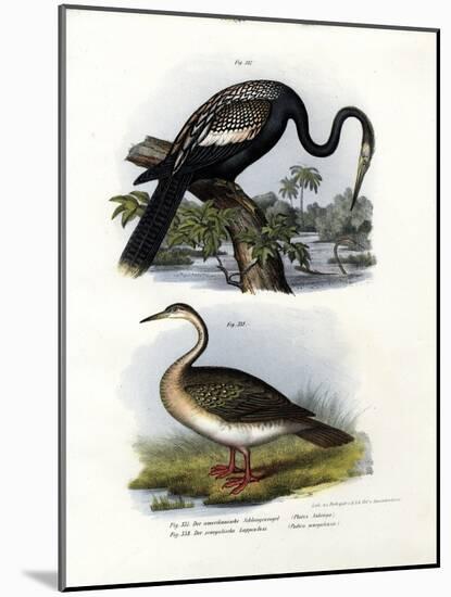 Anhinga, 1864-null-Mounted Giclee Print