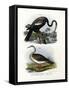 Anhinga, 1864-null-Framed Stretched Canvas