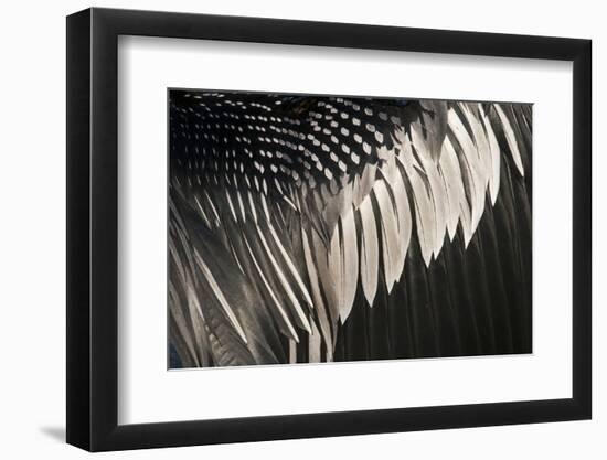 Anhinga (Anhinga anhinga) adult male, close-up of wing feathers, Anhinga Trail, Everglades-David Tipling-Framed Photographic Print