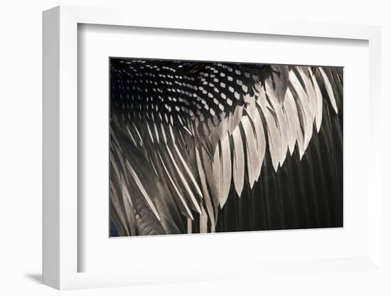 Anhinga (Anhinga anhinga) adult male, close-up of wing feathers, Anhinga Trail, Everglades-David Tipling-Framed Photographic Print