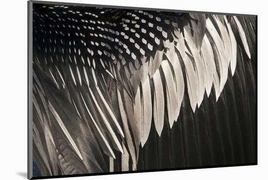 Anhinga (Anhinga anhinga) adult male, close-up of wing feathers, Anhinga Trail, Everglades-David Tipling-Mounted Photographic Print