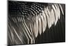 Anhinga (Anhinga anhinga) adult male, close-up of wing feathers, Anhinga Trail, Everglades-David Tipling-Mounted Photographic Print