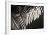 Anhinga (Anhinga anhinga) adult male, close-up of wing feathers, Anhinga Trail, Everglades-David Tipling-Framed Photographic Print