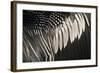 Anhinga (Anhinga anhinga) adult male, close-up of wing feathers, Anhinga Trail, Everglades-David Tipling-Framed Photographic Print