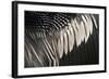 Anhinga (Anhinga anhinga) adult male, close-up of wing feathers, Anhinga Trail, Everglades-David Tipling-Framed Photographic Print