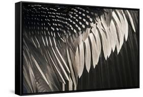 Anhinga (Anhinga anhinga) adult male, close-up of wing feathers, Anhinga Trail, Everglades-David Tipling-Framed Stretched Canvas