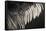 Anhinga (Anhinga anhinga) adult male, close-up of wing feathers, Anhinga Trail, Everglades-David Tipling-Framed Stretched Canvas