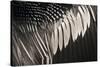 Anhinga (Anhinga anhinga) adult male, close-up of wing feathers, Anhinga Trail, Everglades-David Tipling-Stretched Canvas